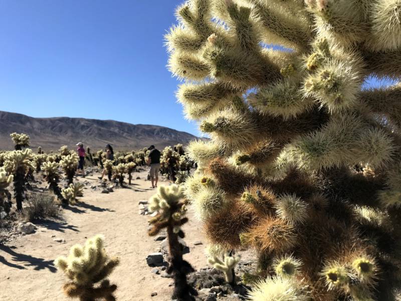 Joshua Tree National Park